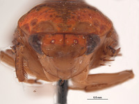 Clinonaria aurantium image