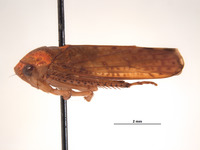 Clinonaria aurantium image