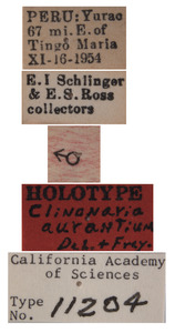 Clinonaria aurantium image