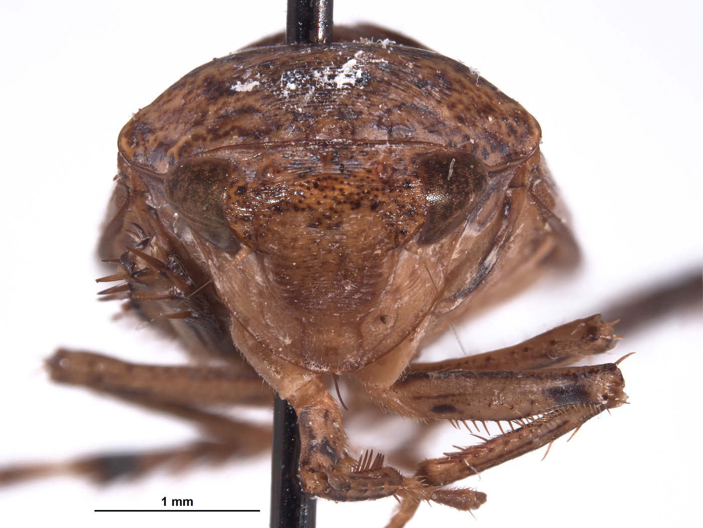 Clinonaria conspecta image