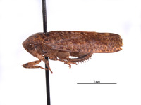 Clinonaria conspecta image