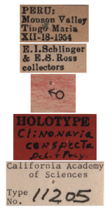 Clinonaria conspecta image