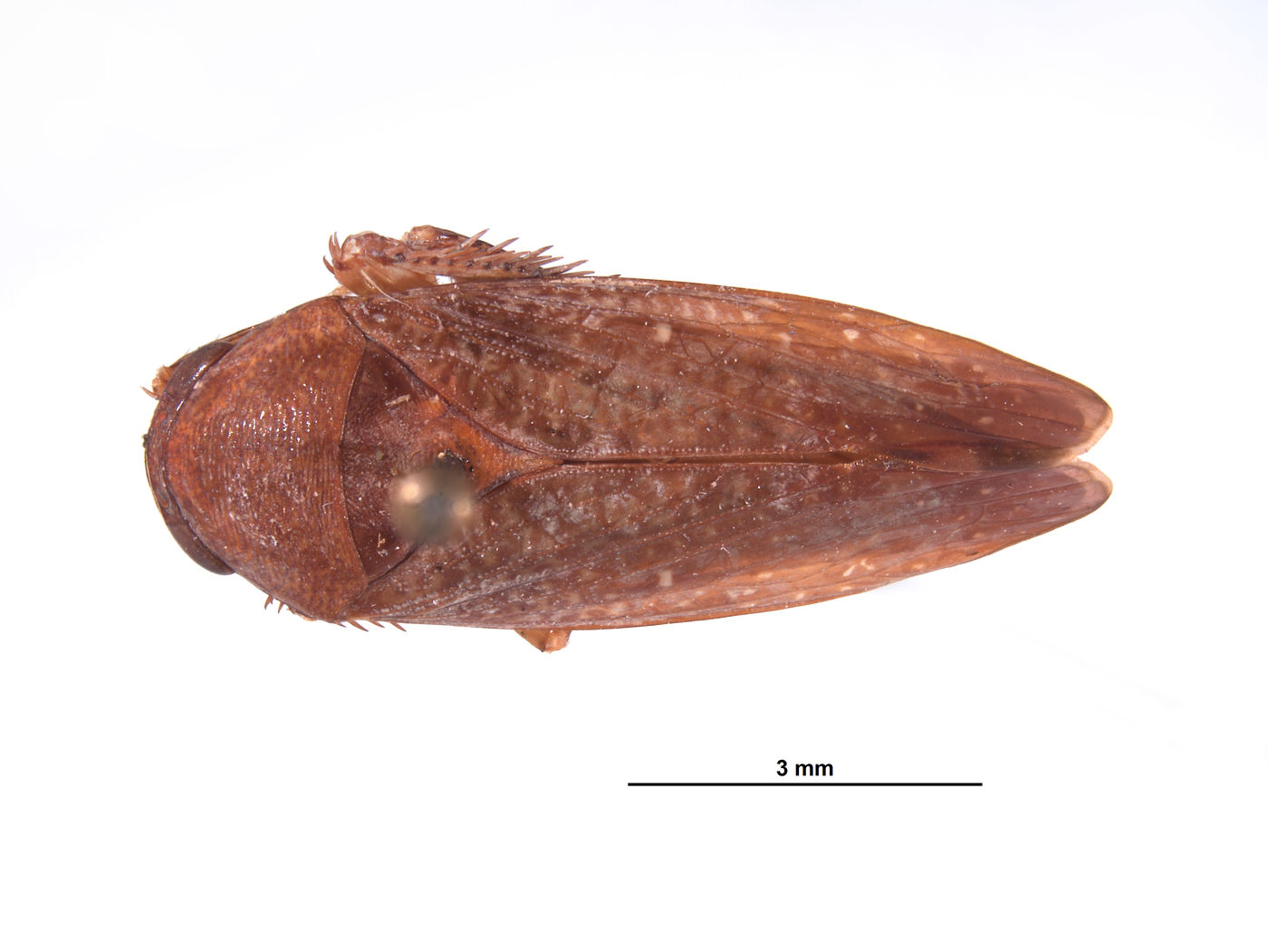 Clinonaria jaculum image