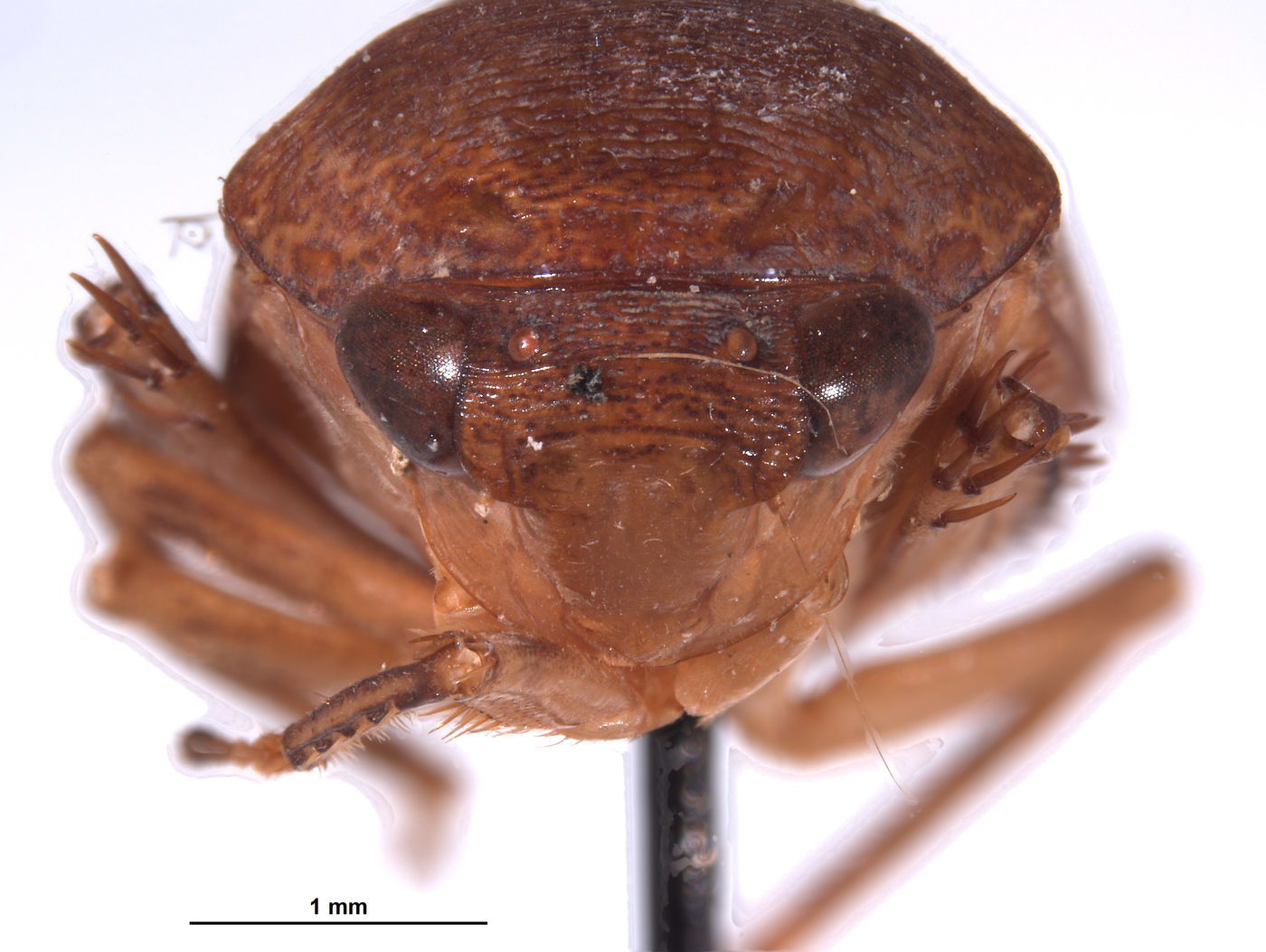 Clinonaria jaculum image