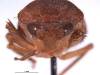 Clinonaria jaculum image