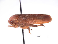 Clinonaria jaculum image