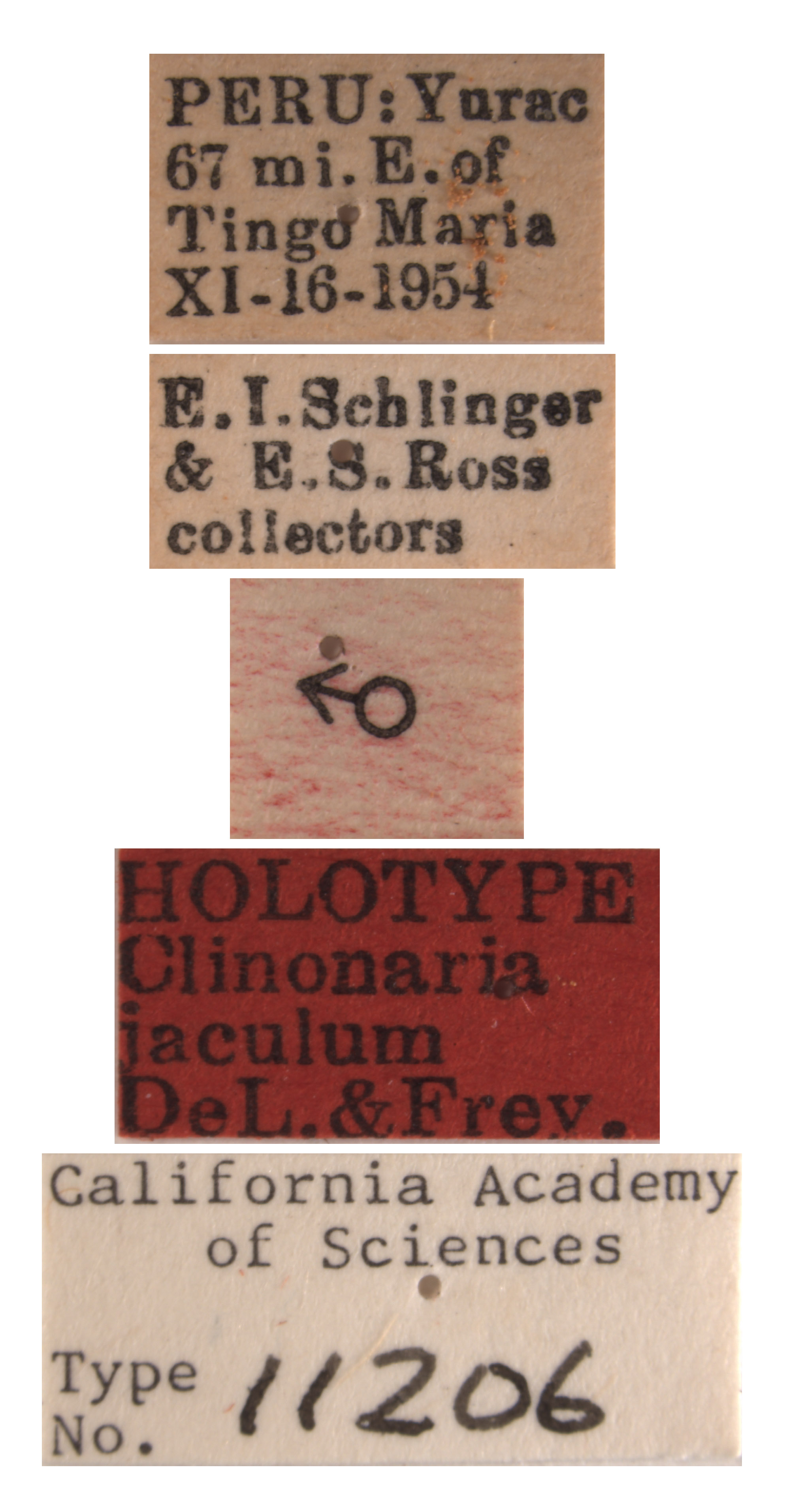 Clinonaria jaculum image