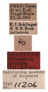 Clinonaria jaculum image