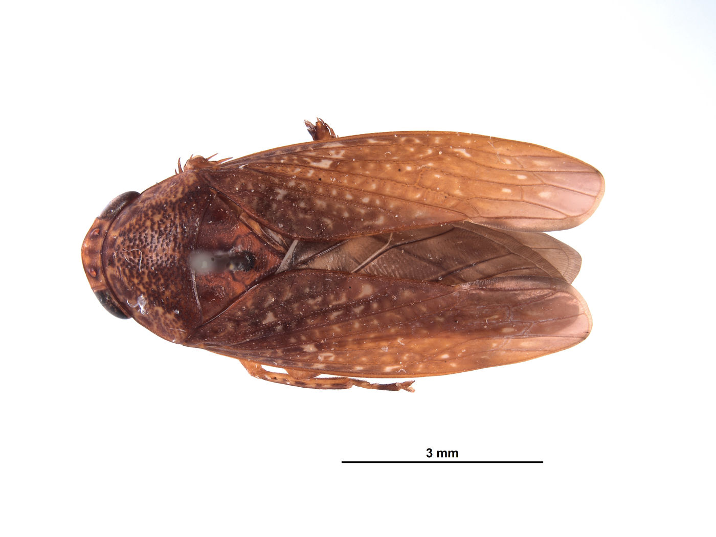 Clinonaria notha image