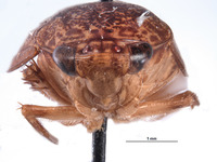 Clinonaria notha image