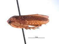 Clinonaria notha image