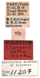 Clinonaria notha image