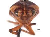 Clinonaria semota image
