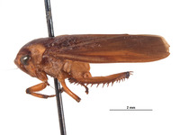 Clinonaria semota image