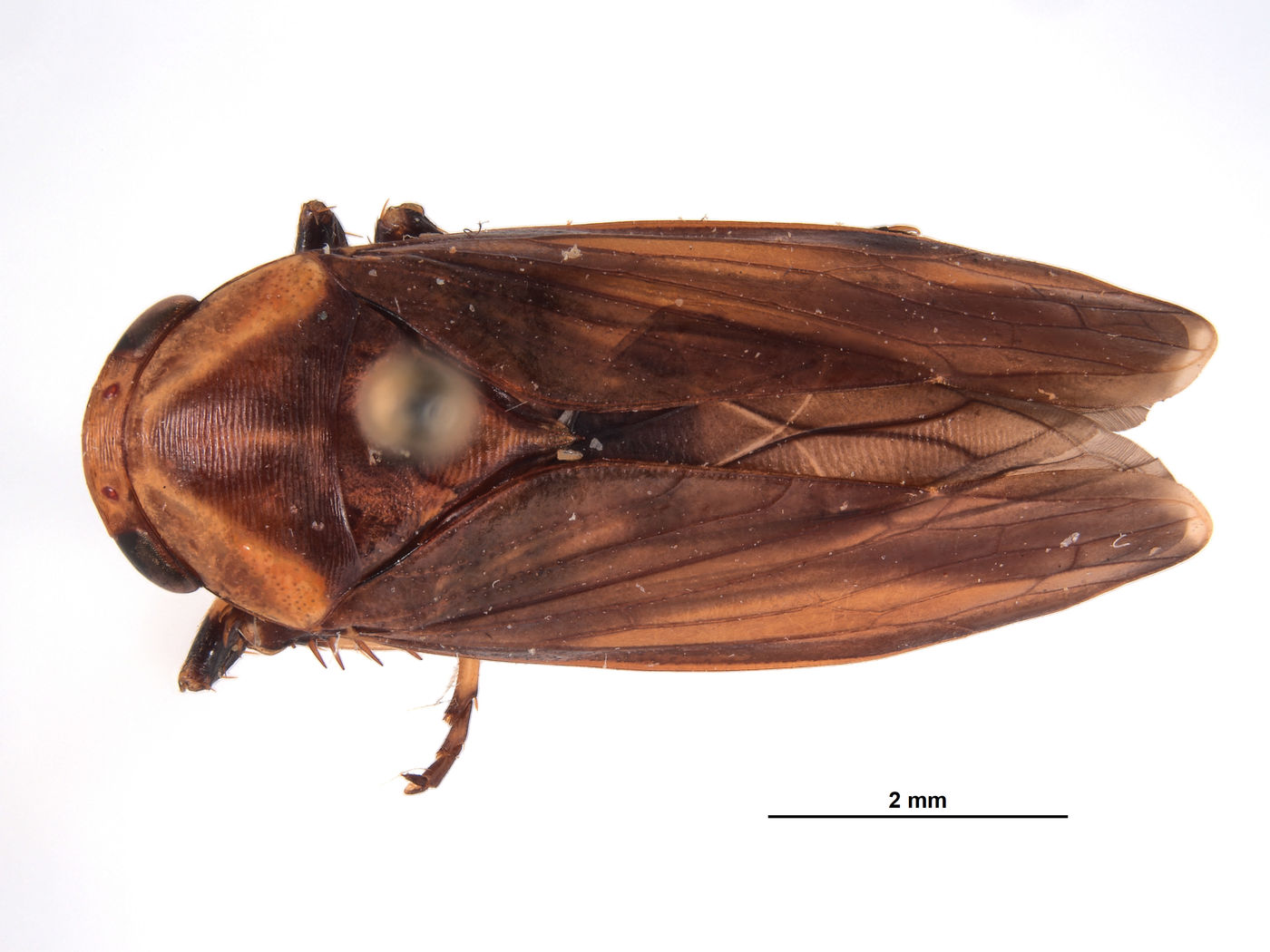 Clinonaria trispina image