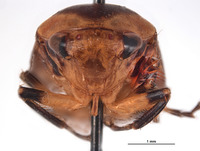 Clinonaria trispina image