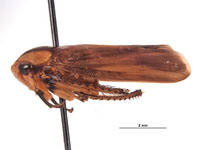 Clinonaria trispina image