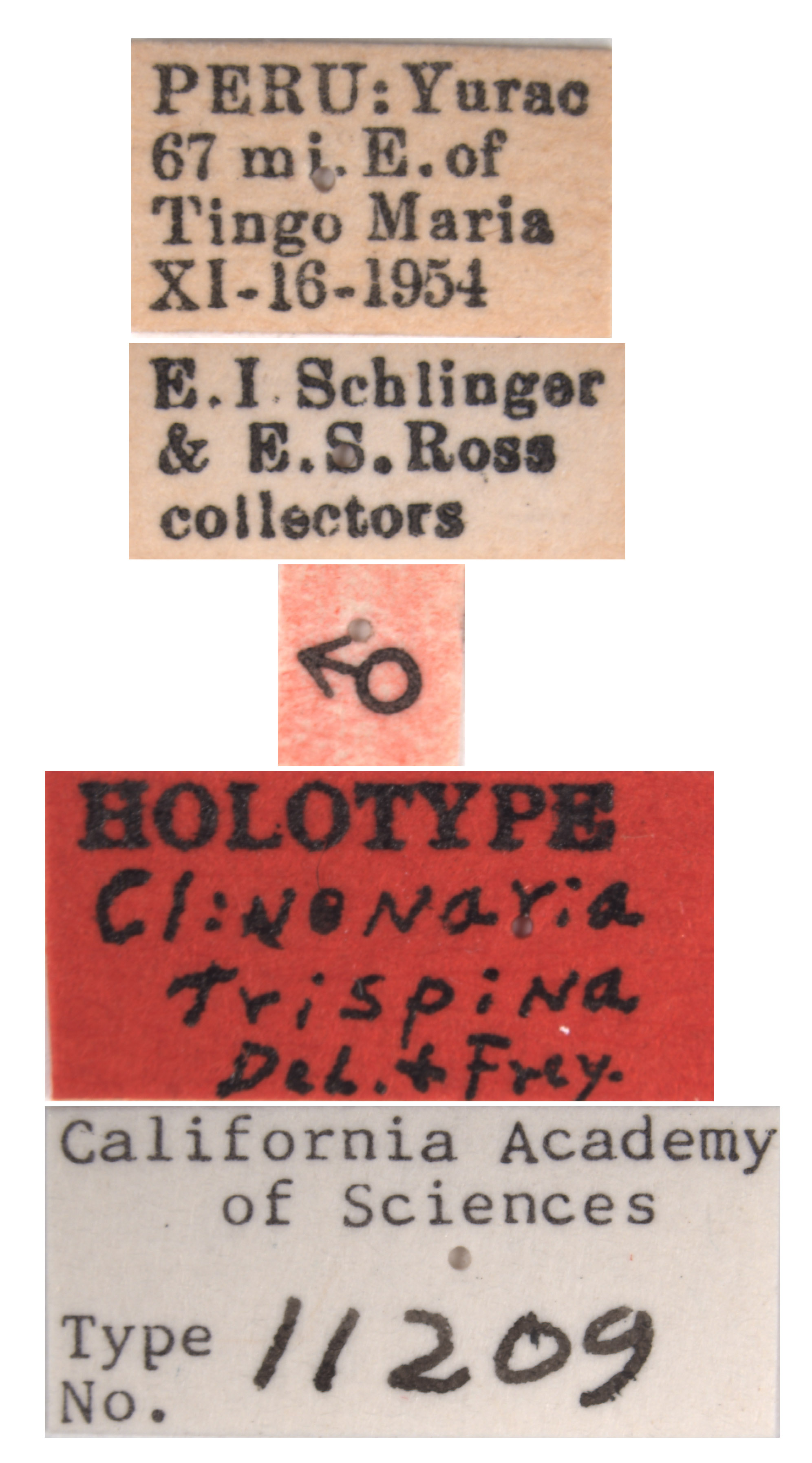 Clinonaria trispina image