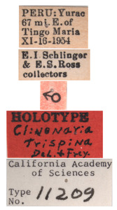 Clinonaria trispina image