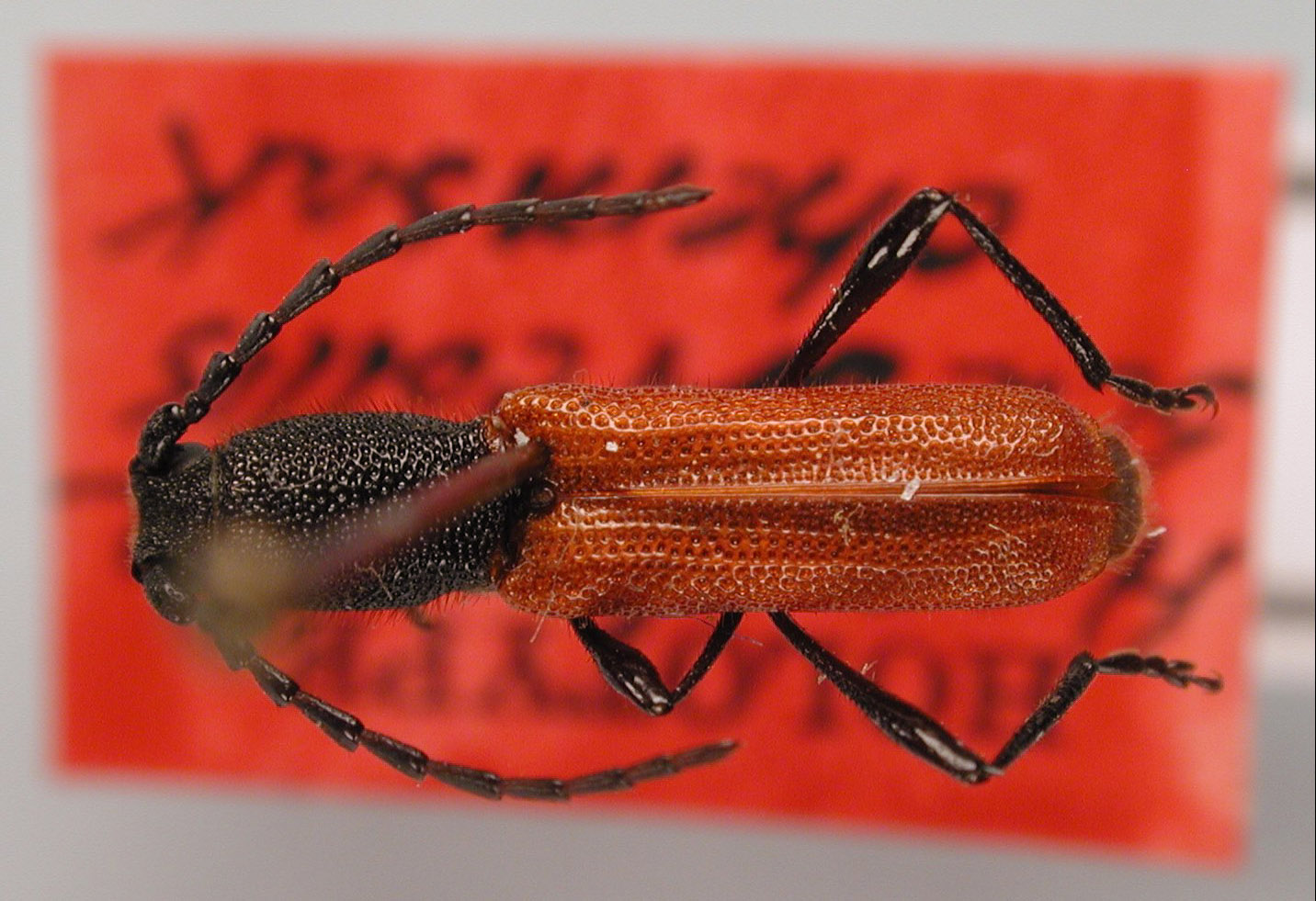 Ancylocera scabricollis image