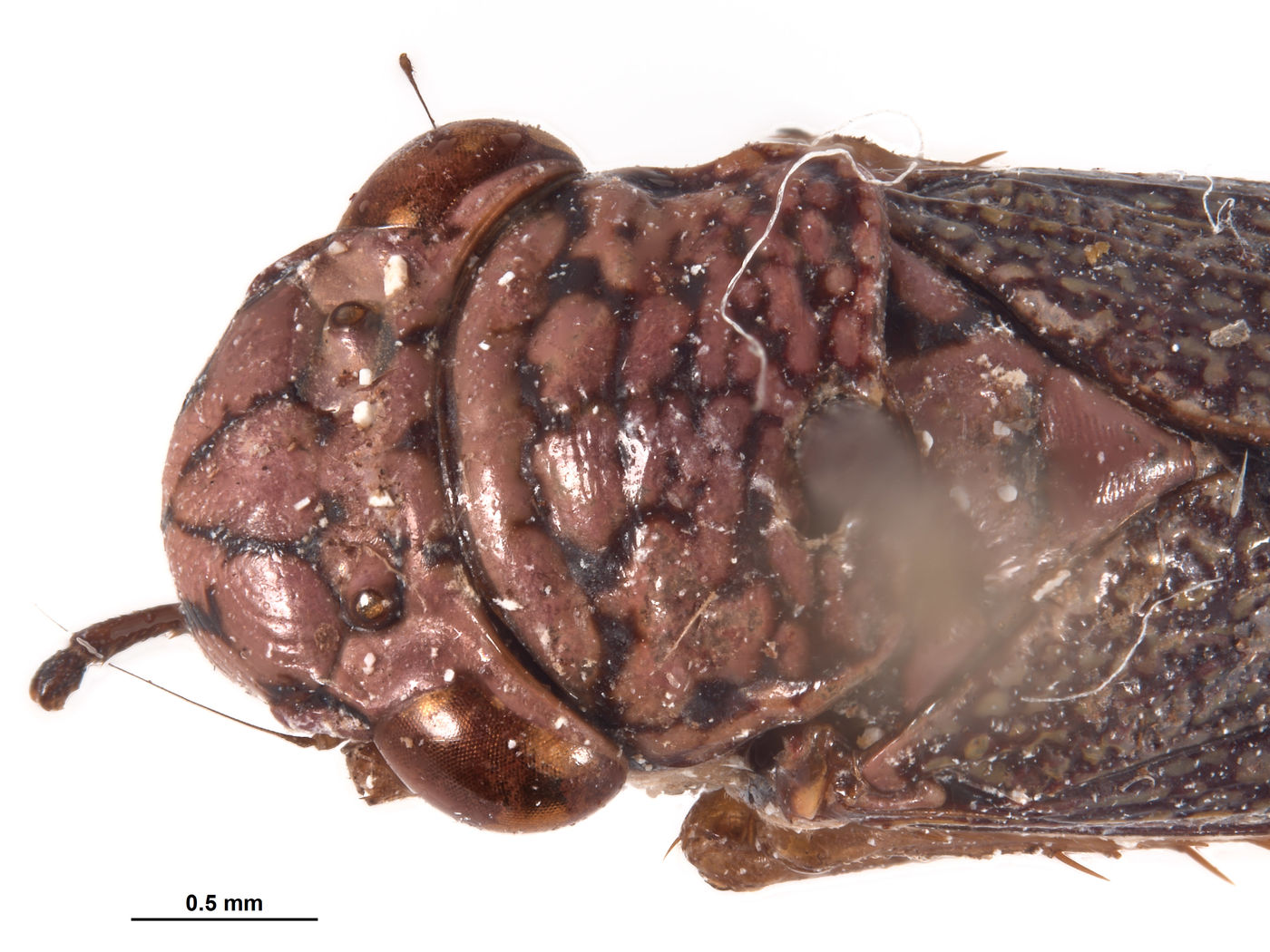 Molomea image