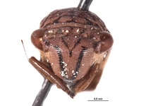 Molomea malkini image