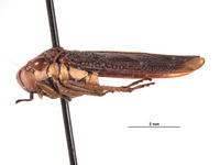 Molomea malkini image