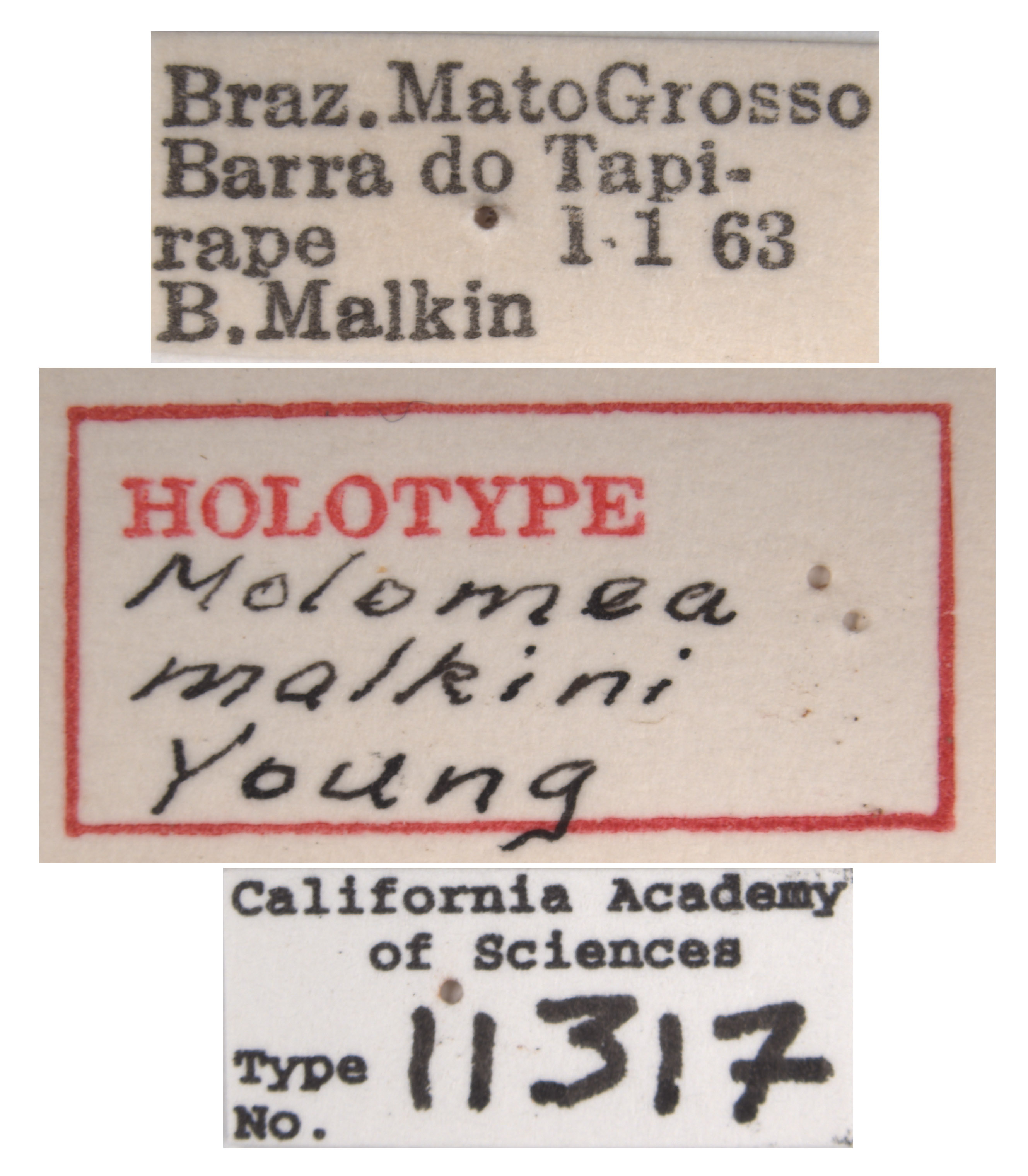 Molomea malkini image