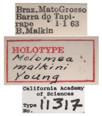 Molomea malkini image