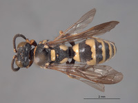 Image of Hoplisoides projectus