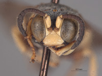 Hoplisoides projectus image
