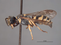 Hoplisoides projectus image