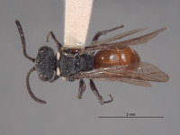 Neonysson herbsti image