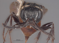 Neonysson herbsti image