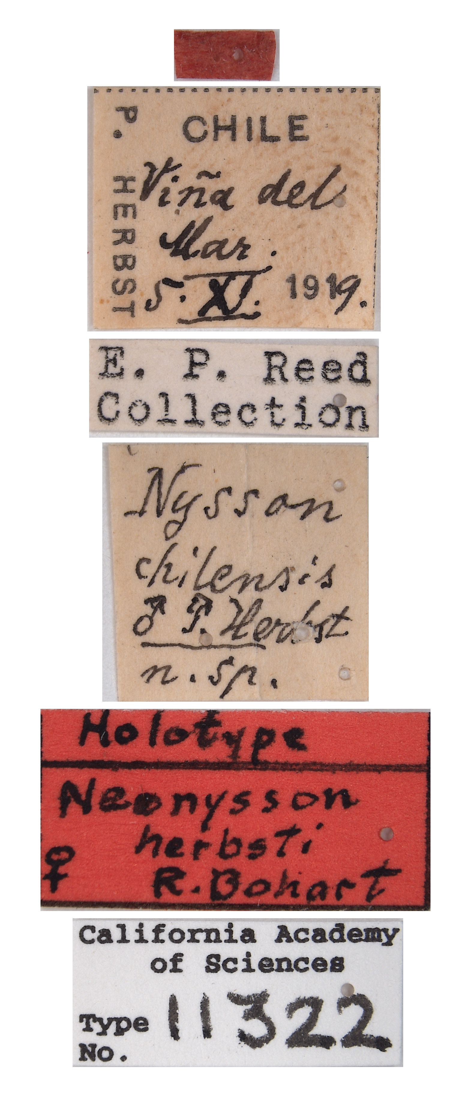 Neonysson herbsti image