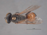 Tachytes californicus image