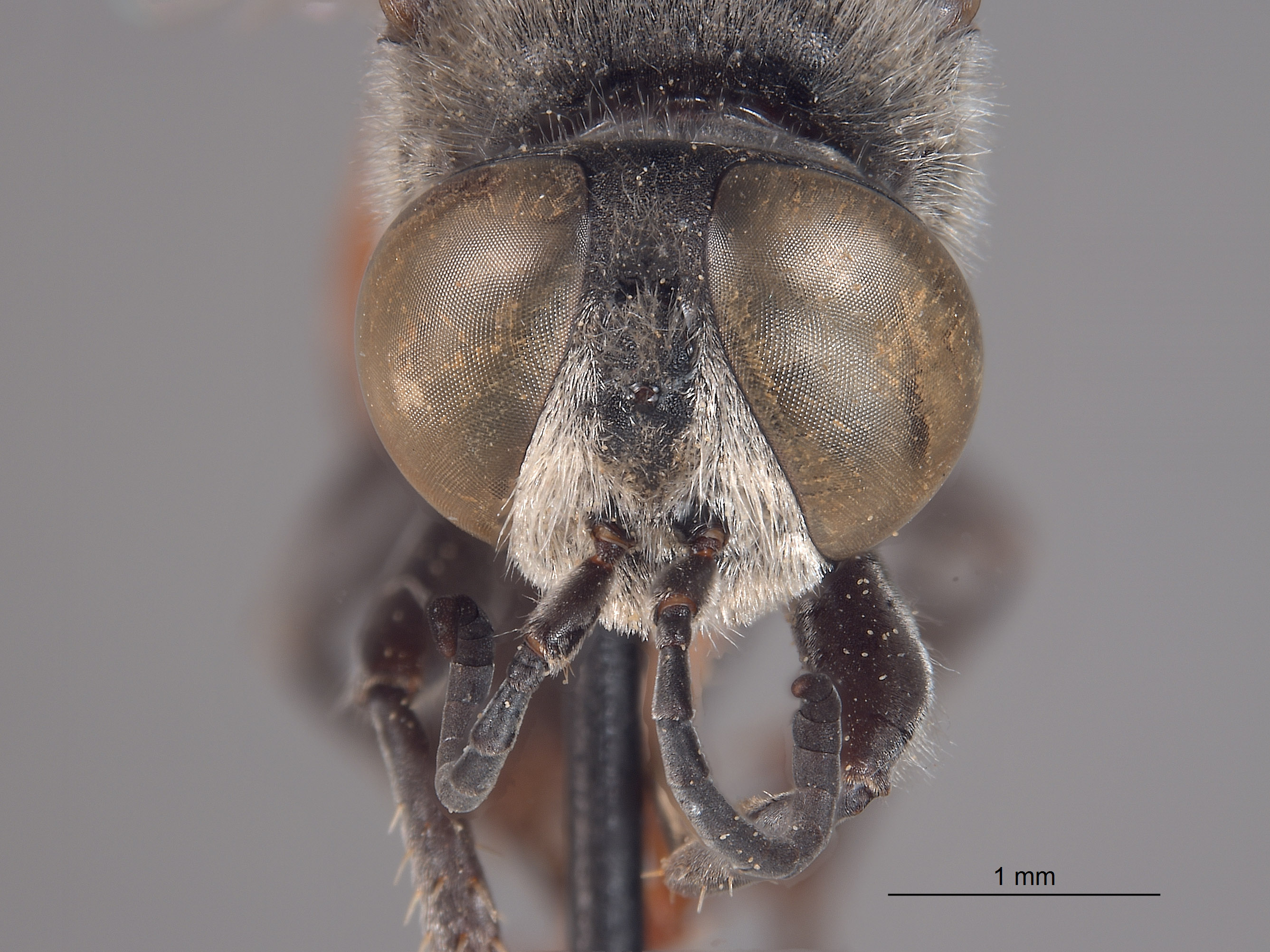 Tachytes californicus image