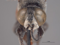 Tachytes californicus image