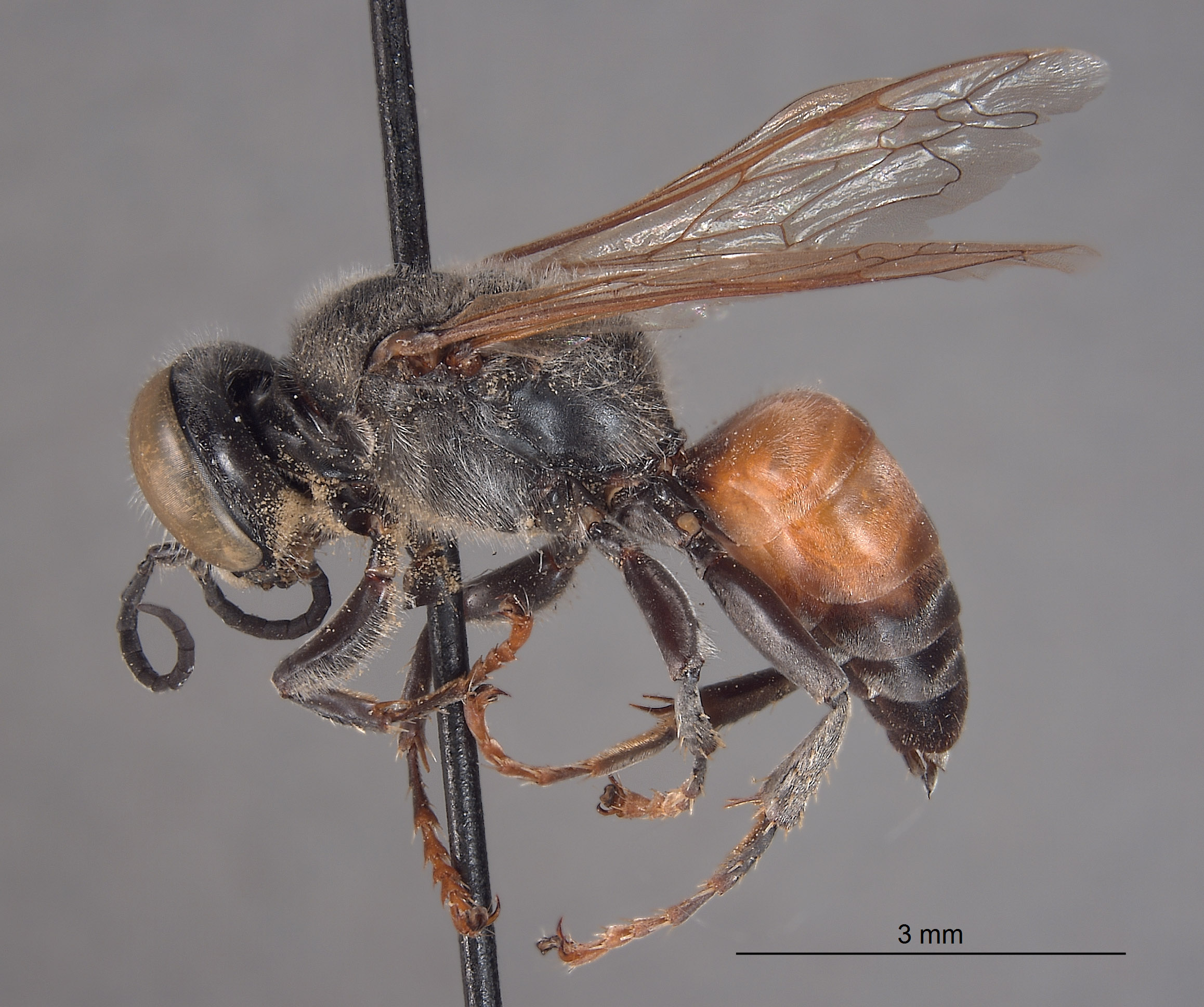 Tachytes californicus image