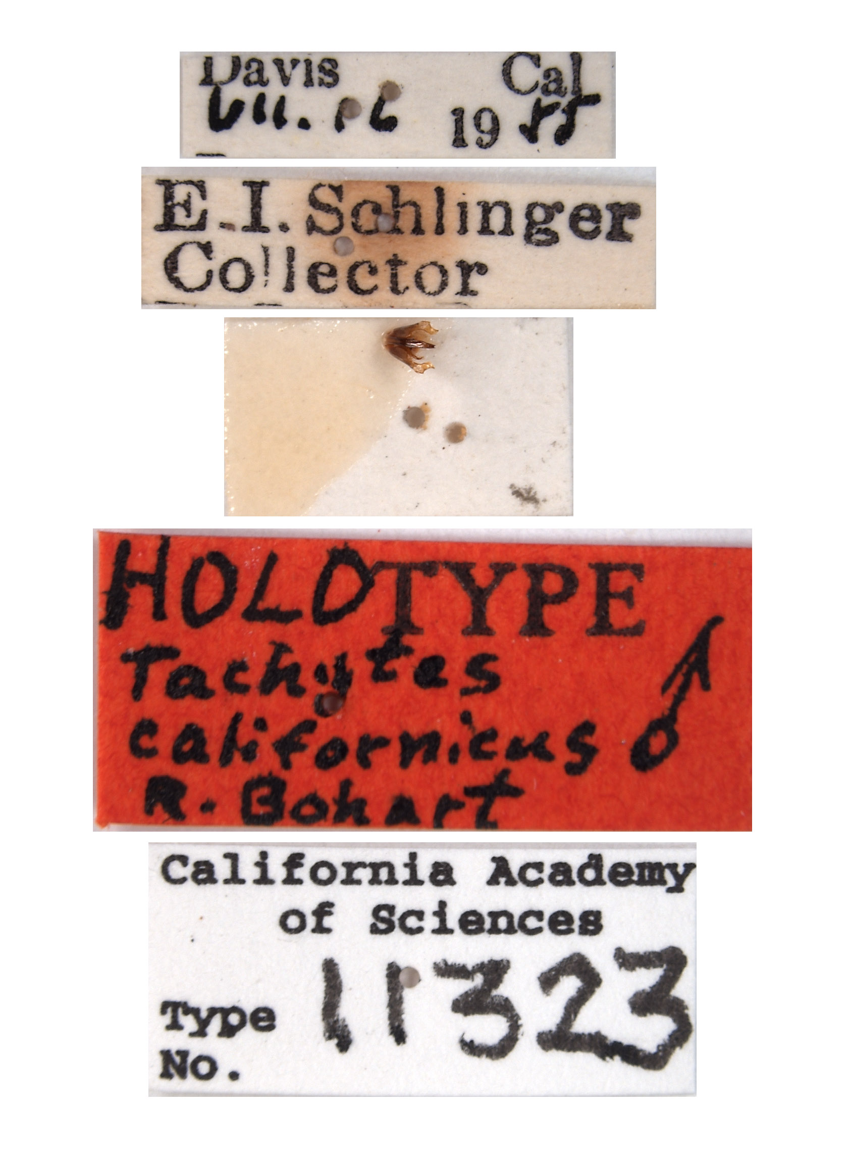 Tachytes californicus image
