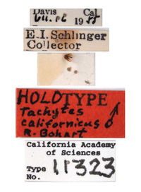 Tachytes californicus image