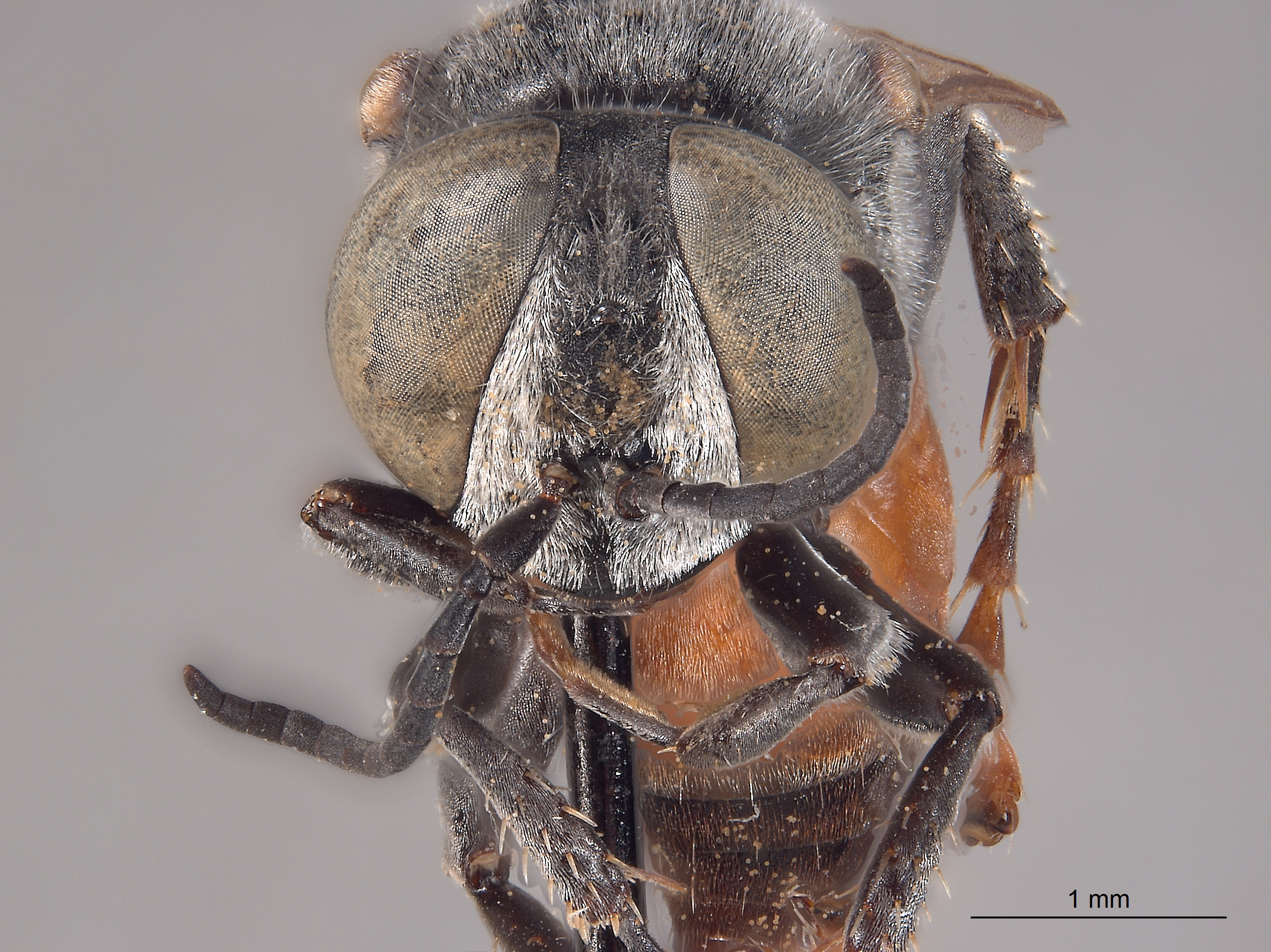 Tachytes nevadensis image