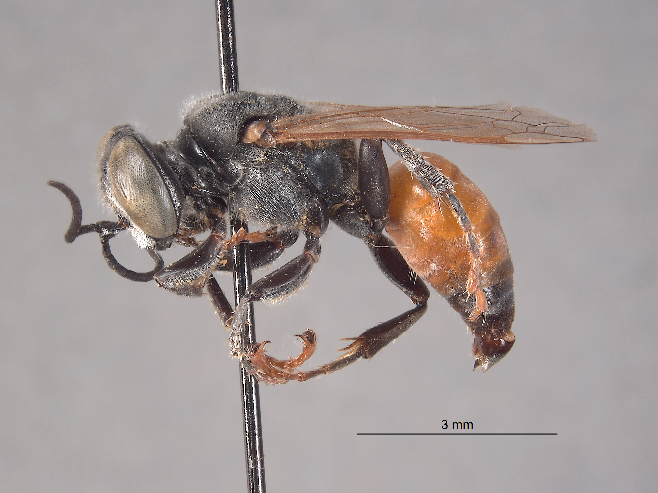 Tachytes nevadensis image