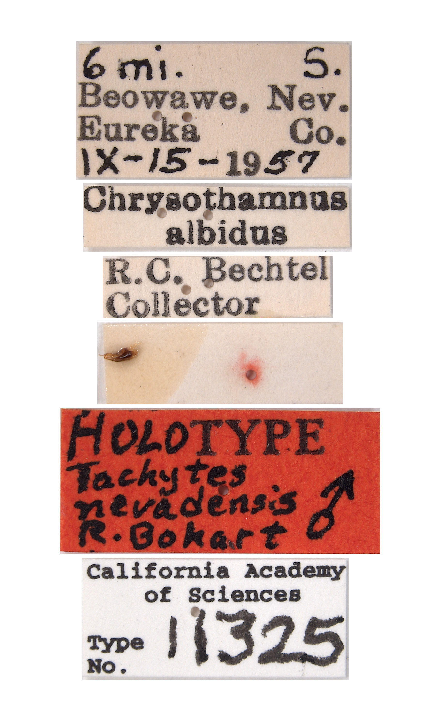 Tachytes nevadensis image