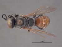 Tachytes sculleni image