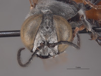 Tachytes sculleni image