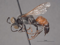 Tachytes sculleni image