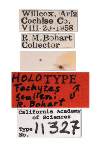 Image of Tachytes sculleni