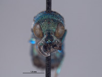 Chrysis tularensis image