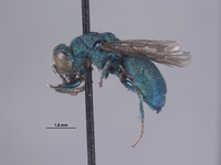 Chrysis tularensis image